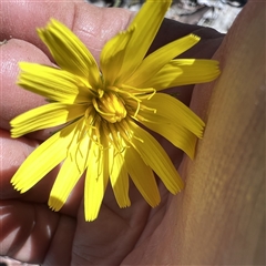 Microseris walteri (Yam Daisy, Murnong) at Higgins, ACT - 27 Oct 2025 by Untidy