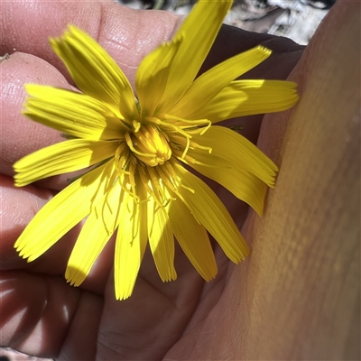 Microseris walteri (Yam Daisy, Murnong) at Higgins, ACT - 27 Oct 2025 by Untidy