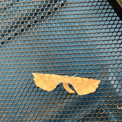 Circopetes obtusata at  - suppressed by CharleyWhit