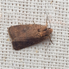 Proteuxoa provisional species 3 by DPRees125