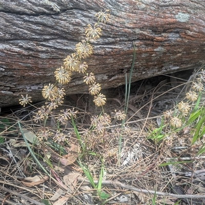 Lomandra multiflora (Many-flowered Matrush) at Hackett, ACT - 27 Oct 2025 by WalterEgo