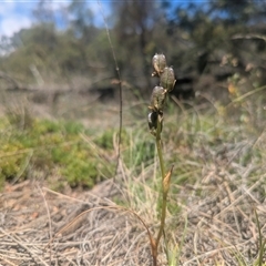 Wurmbea dioica subsp. dioica (Early Nancy) at Hackett, ACT - 27 Oct 2025 by WalterEgo