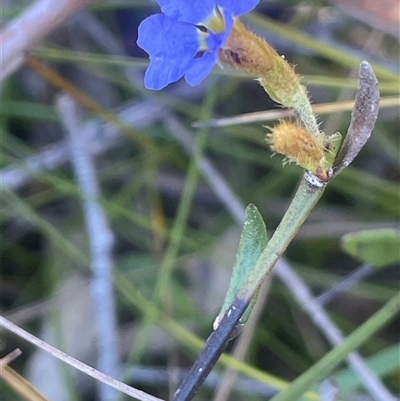 Dampiera stricta at Bundanoon, NSW - 11 Oct 2025 by JaneR