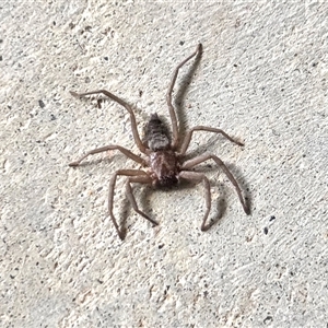 Hemicloea sp. (genus) at Yass River, NSW - 27 Oct 2025 by SenexRugosus