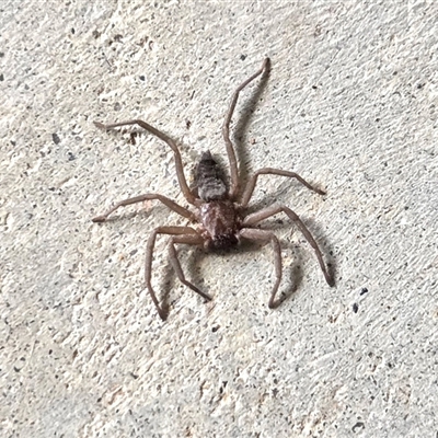 Hemicloea sp. (genus) at Yass River, NSW - 27 Oct 2025 by SenexRugosus