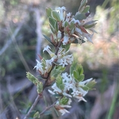 Brachyloma daphnoides (Daphne Heath) at Bundanoon, NSW - 11 Oct 2025 by JaneR