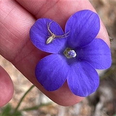 Wahlenbergia stricta subsp. stricta at Watson, ACT - 27 Oct 2025 by Lisa.Jok