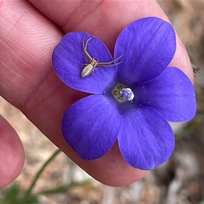 Wahlenbergia stricta subsp. stricta at Watson, ACT - 27 Oct 2025 by Lisa.Jok