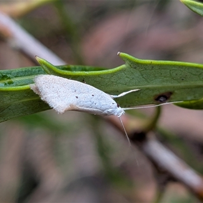 Thalerotricha mylicella (Wingia Group) at Wombeyan Caves, NSW - 26 Oct 2025 by chriselidie