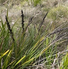 Gahnia subaequiglumis (Bog Saw-sedge) at Bundanoon, NSW - 25 Oct 2025 by JaneR