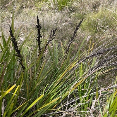 Gahnia subaequiglumis (Bog Saw-sedge) at Bundanoon, NSW - 25 Oct 2025 by JaneR