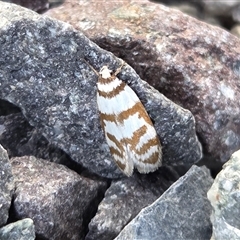 Philobota impletella Group (A concealer moth) at Yass River, NSW - 27 Oct 2025 by SenexRugosus