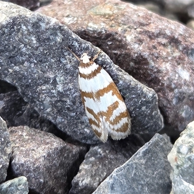Philobota impletella Group (A concealer moth) at Yass River, NSW - 27 Oct 2025 by SenexRugosus