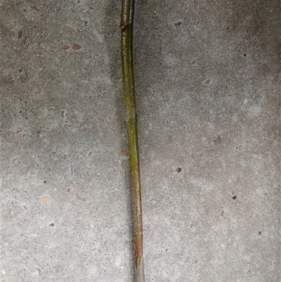 Sorbus sp. at Watson, ACT - 27 Oct 2025 by MPW