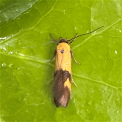 Stathmopoda crocophanes (Yellow Stathmopoda Moth) at Braddon, ACT - 27 Oct 2025 by Hejor1
