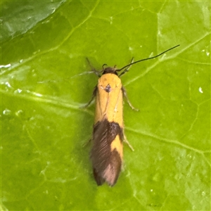 Stathmopoda crocophanes (Yellow Stathmopoda Moth) at Braddon, ACT - 27 Oct 2025 by Hejor1