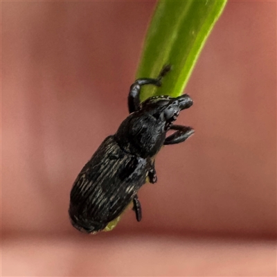 Neolaemosaccus sp. (genus) (A weevil) at Braddon, ACT - 27 Oct 2025 by Hejor1