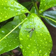 Sciapodinae (subfamily) (A long-legged fly) at Braddon, ACT - 27 Oct 2025 by Hejor1