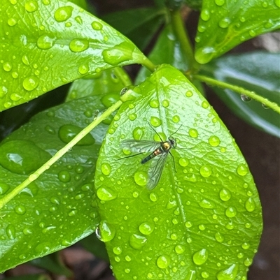 Sciapodinae (subfamily) (A long-legged fly) at Braddon, ACT - 27 Oct 2025 by Hejor1