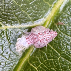Siphanta sp. (genus) (Green planthopper, Torpedo bug) at Braddon, ACT - 27 Oct 2025 by Hejor1