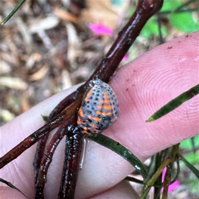 Monophlebulus sp. (genus) (Giant Snowball Mealybug) at Braddon, ACT - 27 Oct 2025 by Hejor1