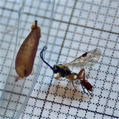 Ichneumonidae (family) at Braddon, ACT - 16 Oct 2025 by Hejor1