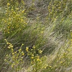 Phyllota phylicoides at Bundanoon, NSW - 25 Oct 2025 by JaneR