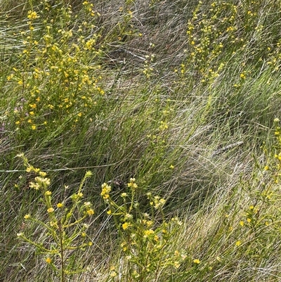 Phyllota phylicoides at Bundanoon, NSW - 25 Oct 2025 by JaneR