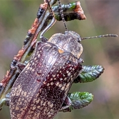 Pachycoelia sp. (genus) (A darkling beetle) at Wombeyan Caves, NSW - 26 Oct 2025 by chriselidie
