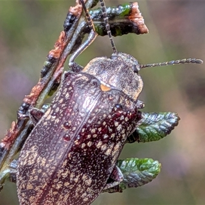 Pachycoelia sp. (genus) (A darkling beetle) at Wombeyan Caves, NSW - 26 Oct 2025 by chriselidie
