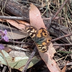 Argynnina cyrila (Forest Brown, Cyril's Brown) at Wombeyan Caves, NSW - 26 Oct 2025 by chriselidie