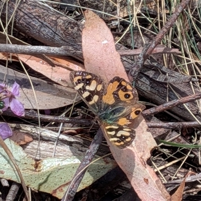 Argynnina cyrila (Forest Brown, Cyril's Brown) at Wombeyan Caves, NSW - 26 Oct 2025 by chriselidie