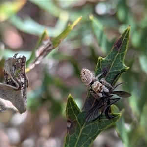 Opisthoncus sp. (genus) (Opisthoncus jumping spider) at Wombeyan Caves, NSW - 26 Oct 2025 by chriselidie