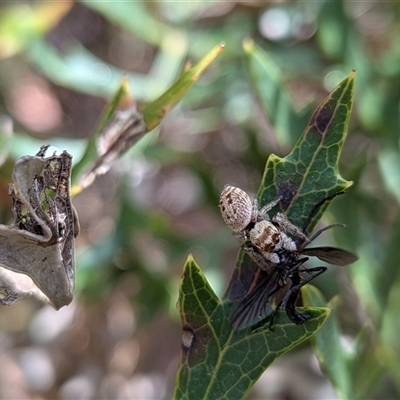 Opisthoncus sp. (genus) (Opisthoncus jumping spider) at Wombeyan Caves, NSW - 26 Oct 2025 by chriselidie