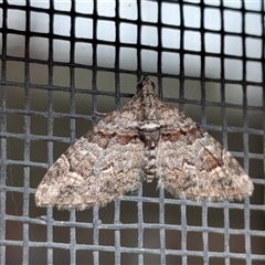 Phrissogonus laticostata (Apple Looper Moth) at Franklin, ACT - 26 Oct 2025 by chriselidie