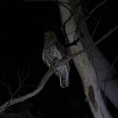 Ninox strenua (Powerful Owl) at Countegany, NSW - 25 Oct 2025 by LeahColebrook