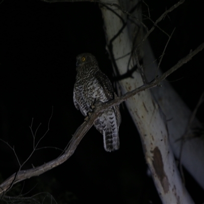 Ninox strenua (Powerful Owl) at Countegany, NSW - 25 Oct 2025 by LeahColebrook