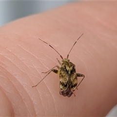 Sidnia kinbergi (Australian crop mirid) at Franklin, ACT - 26 Oct 2025 by chriselidie