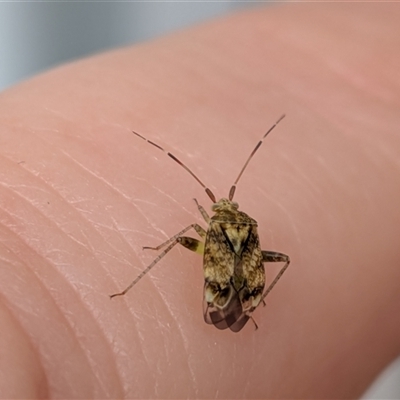 Sidnia kinbergi (Australian crop mirid) at Franklin, ACT - 26 Oct 2025 by chriselidie