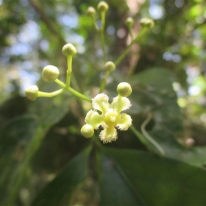 Euonymus australianus at Syndicate, QLD - 27 Oct 2018 by JasonPStewart