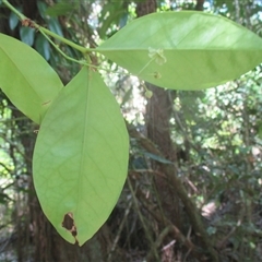Euonymus australianus at Syndicate, QLD - 27 Oct 2018 01:27 PM