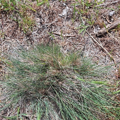 Unverified Grass at Watson, ACT - 27 Oct 2025 by abread111