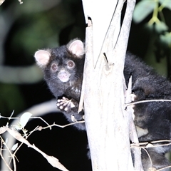 Petauroides volans by LeahColebrook