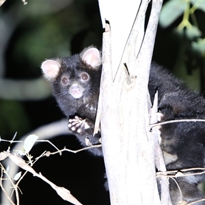 Petauroides volans by LeahColebrook