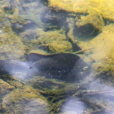 Macquaria australasica (Macquarie Perch) at Uriarra Village, ACT - 27 Oct 2025 by TCosta
