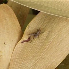 Bobilla sp. (genus) (A Small field cricket) at Clifton Beach, TAS - 26 Oct 2025 by VanessaC