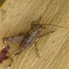 Bobilla sp. (genus) at Clifton Beach, TAS - 26 Oct 2025 01:59 PM