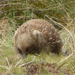 Tachyglossus aculeatus (Short-beaked Echidna) at Clifton Beach, TAS - 26 Oct 2025 by VanessaC