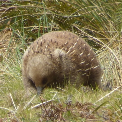 Tachyglossus aculeatus (Short-beaked Echidna) at Clifton Beach, TAS - 26 Oct 2025 by VanessaC