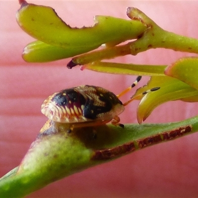 Anischys luteovarius (A shield bug) at Clifton Beach, TAS - 26 Oct 2025 by VanessaC